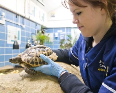Veterinary Nursing Certificate Level 6