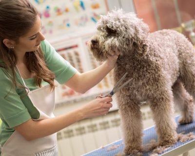 Pet Grooming Certificate Level 6