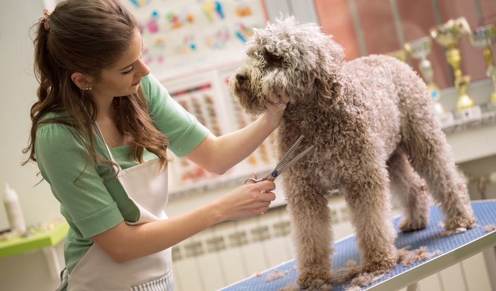  Pet Groomer Diploma - UK Public College