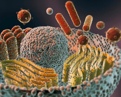 Level 6 Diploma In Cell Biology