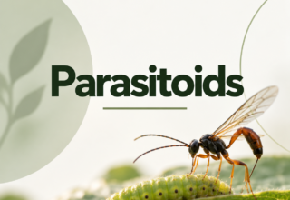 Postgraduate Level 7 Diploma In Parasitoids