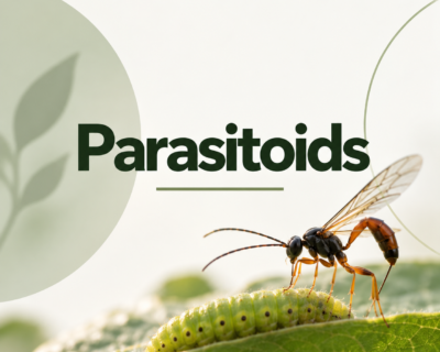 Postgraduate Level 7 Diploma In Parasitoids